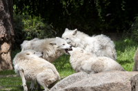 Berlin zoo wolfs fighting