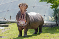 Berlin zoo yawning hippo