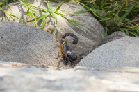Duestenbrock scorpion