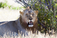 Etosha young male lion