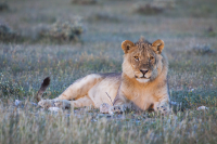 Etosha young lion evening sun