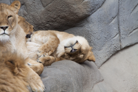 cute lioness
